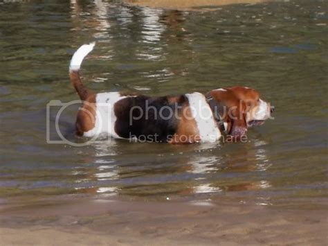 Can Basset Hounds Swim Page 2 Basset Hounds Forum