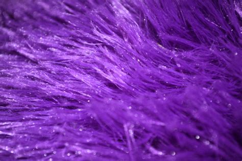 Purple Fur Colorful Background Free Stock Photo Public Domain Pictures