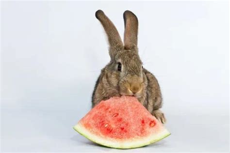 Frutas Y Verduras Recomendadas Para Conejos