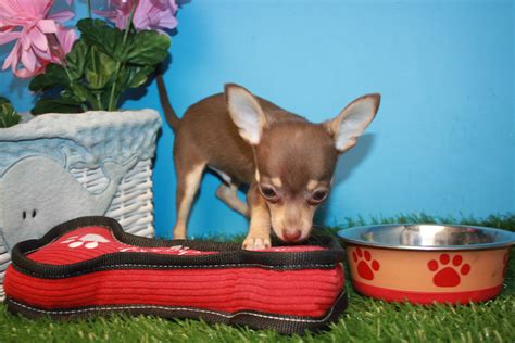 Chihuahua Puppies For Sale Long Island Puppies