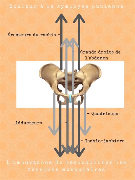 Traduction symphyse symphyse terme d'anatomie descriptive désignant certaines structures conjonctives qui unissent des pièces osseuses symétriques en reliant leurs extrémités distales par un pont fibrocartilagineux (amphiarthrose pubienne). Douleur à la symphyse pubienne chez la femme enceinte ...