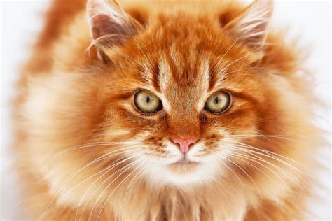 Portrait Of A Red Fluffy Cat With Big Eyes In Winter Stock Image