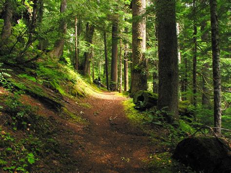 Free Forest Path I Stock Photo
