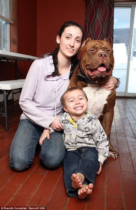 All Aboard Hulk The World S Biggest Pit Bull With A 28 Inch Wide Head Takes Owner S Three Year