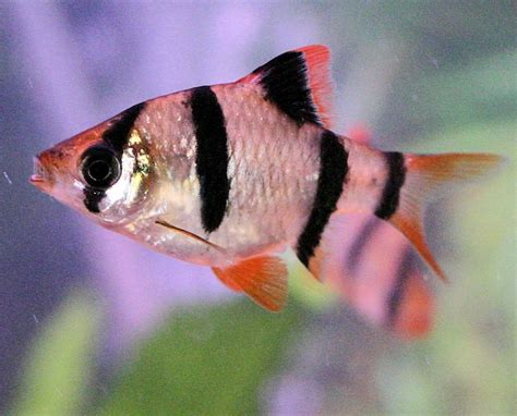 Tiger Barb Fish Breed Profile