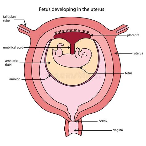 Anatomy Of Pregnant Uterus Images And Photos Finder