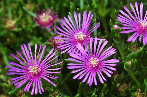 How To Grow And Care For Ice Plants 2022