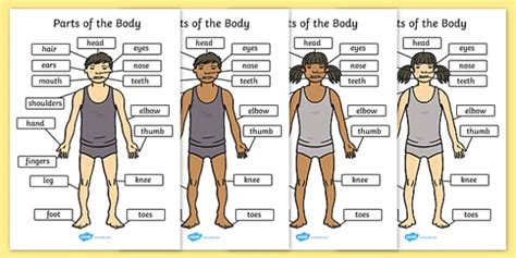 In this lesson, we will learn the human body vocabulary in english with esl pictures to help you expand your vocabulary. FREE! - The Body With Labels - Parts of the Body (A4)