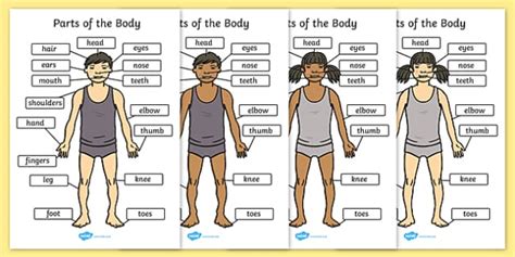 This article looks at female body parts and their functions, and it provides an interactive diagram. Parts of the Body (A4) - Eyes, nose, mouth, back, display