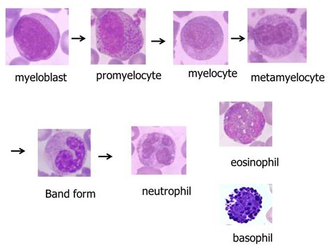 Image Result For Myelocyte Medical School Stuff Hematology Medical