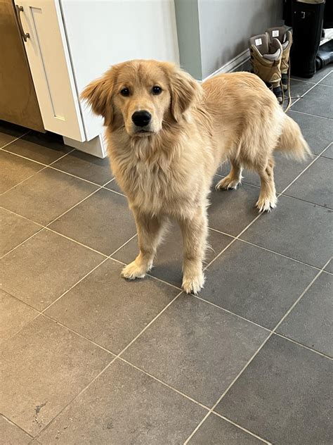 How Much Exercise Does A 7 Month Old Golden Retriever Need