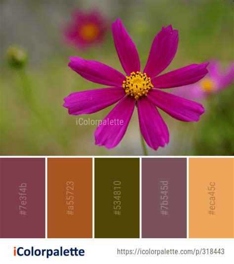 367 Garden Cosmos Color Palette Ideas In 2023 Icolorpalette