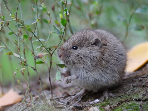 This way, instead of the moles causing gaping holes in the. How to Keep Voles out of Your Yard