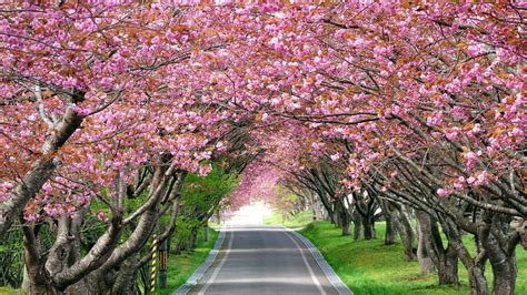 Cherry Blossom Wallpaper Hd Wallpapersafari