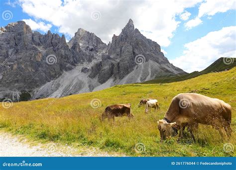 Grazing Cows Graze The Mountain Grass Free To Graze In The Every