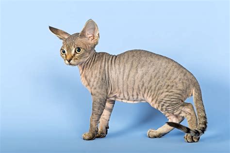 Cat Breeds The Devon Rex Cat Characteristics And