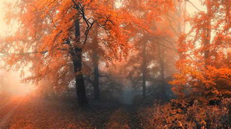 Autumn Forest Wallpaper For Desktop Wallpaperwiki
