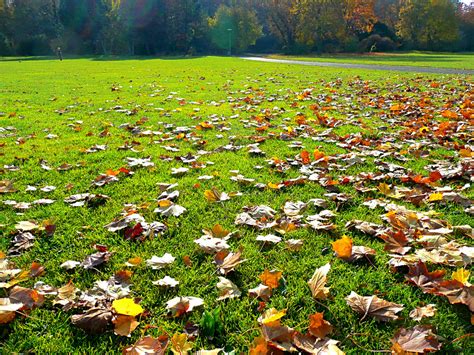 Homeowners who spread yard leaves onto the street in vancouver are liable to a $10,000 fine, so we try to hit the point when the majority of leaves have fallen and we'll come through to pick them. How to Have a Fall-Ready Yard