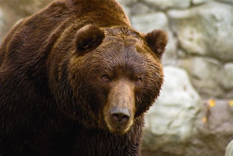 Filemedvěd Kamčatský Ursus Arctos Beringianus Kamchatka Brown Bear