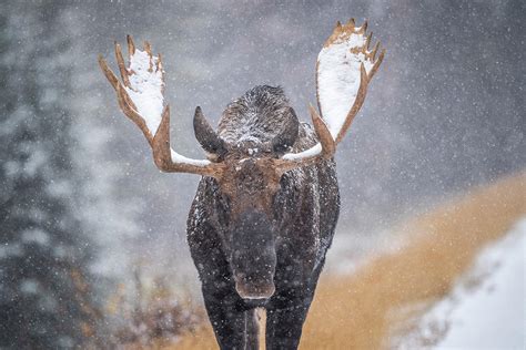 Bull Moose Walking In A Snowstorm Photograph By Bill Cubitt Fine Art