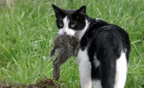 Australian Researchers Say Feral Cats Are An Ecological Disaster