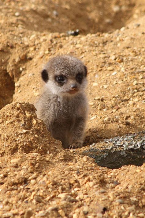 The Most Adorable Baby Meerkat Photos Ever Put Online 20