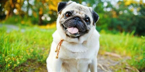 Fourteen Fun Facts About Pugs You Need To Know Vivamune Health Pug