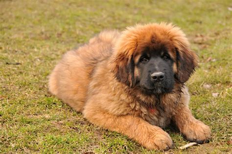 Leonberger Dog Breed Facts And Personality Traits