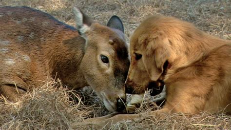 Animal Odd Couples Meet The Odd Couples Nature Pbs