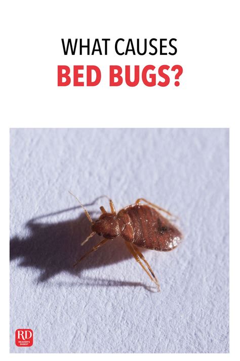 What Causes Bed Bugs Uk Bed Design