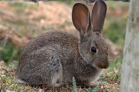 Várias dicas no decorrer da vídeo aula para outras medidas. Coelho europeu | Oryctolagus cuniculus | European Rabbit | Flickr