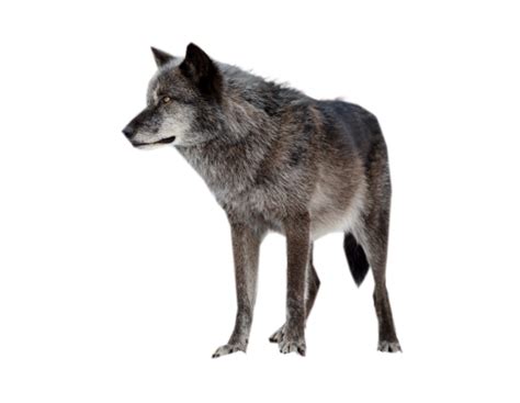 All png & cliparts images on nicepng are best quality. Wolf PNG
