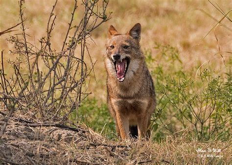Dog-Jackal • C & A Wild Images