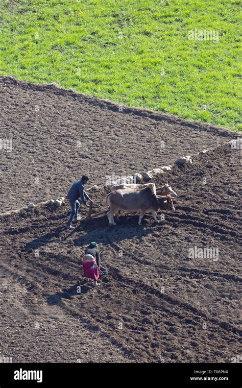 Farmer Using Zebu Oxen Bos Indicus To Plough And Prepare A Paddy