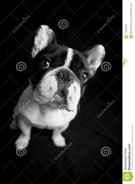 French Bulldog Portrait Stock Image Image Of Bouledogue 113981525