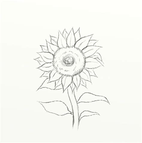 How To Draw A Sunflower In 10 Easy Steps Feltmagnet