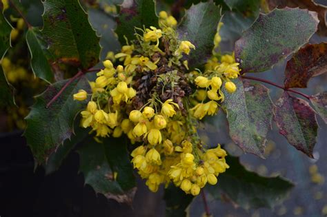 Dyglialapė Mahonija Apollo Mahonia Aquifolium