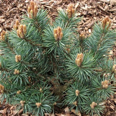 Pinus Sylvestris Chantry Blue Scots Pine Chantry Blue Conifer