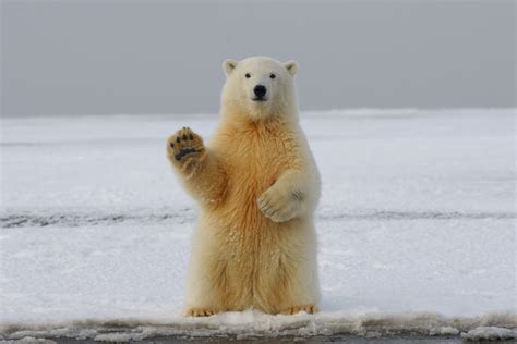 Polarni Medvedi I Arktički Led Centar Za Edukaciju I Celoviti Razvoj