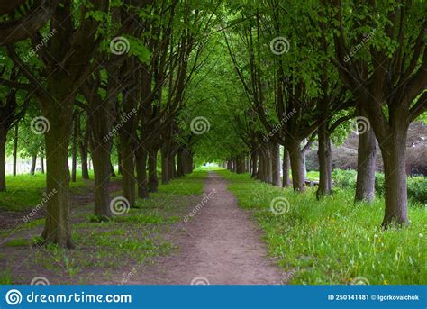 Alley Trees In The Park Stock Image Image Of Nature 250141481