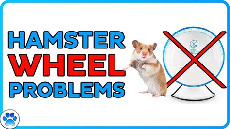 Why Is My Hamster Not Using Their Wheel Youtube