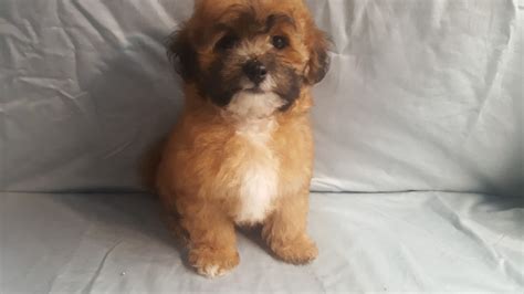 Boxer puppies for sale in saint marys, ohio. Shih-Poo Puppies For Sale | Canton, OH #227735 | Petzlover