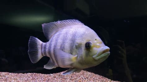 Tilapia Fish Sea Fish In The Aquarium Close Up Stock Video Video Of
