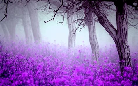 Download Purple Flowers Wallpaper By Susanhoffman Purple Flower