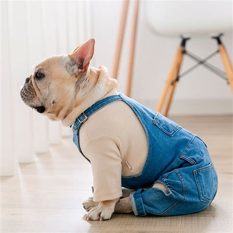 There is, however, no guarantee that ideally, you'll want to feed a french bulldog a food made specifically for small dog breeds. Denim French Bulldog Overalls - Adjustable Fit, Six ...