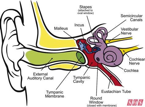 Parts Of The Ear Drawing At Getdrawings Free Download