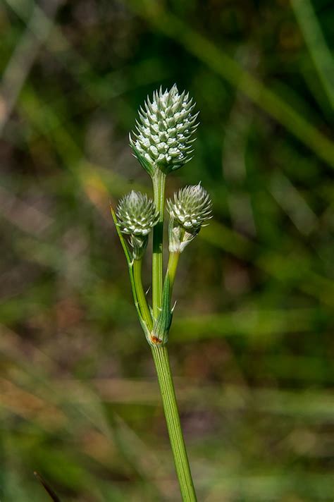 Rare wetland plant found in Arizona now listed as endangered – WCIA.com