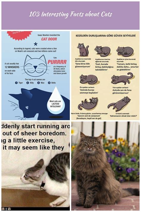 Interesting Cat Infographic With Little Known Cat Facts Including Fun