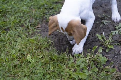 How To Fill Holes In The Lawn With Soil Hunker