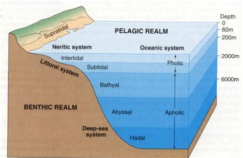 17 Best Images About Ocean Floor On Pinterest The Natural Ocean And